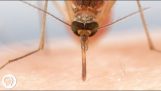 Hur mygg som använder 6 nålar för att suga vårt blod