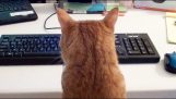 Δουλεύοντας στον υπολογιστή παρέα με μια γάτα
