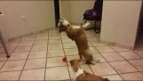 De Bulldog probeert te vangen van een bal