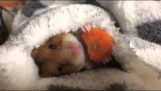 O hamster e a cenoura