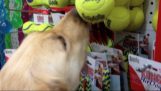 Kakopoiimenos Hund wählt sein erste Spiel