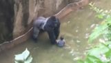 Egy kis gyermek esik a burkolat egy gorilla az állatkertben