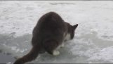 En kat der fisker i henhold isen