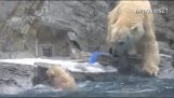 Η μαμά αρκούδα σε αποστολή διάσωσης