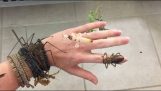 Έντομα πάνω στο χέρι