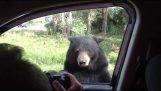 Η αρκούδα ήθελε βόλτα με το αυτοκίνητο