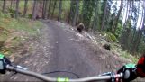 Велосипедисты против медведя