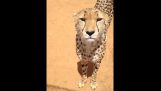 Meow Cheetah