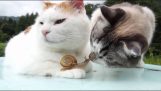 The cats and the snail