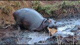 Hippo redt en een antilope doodt