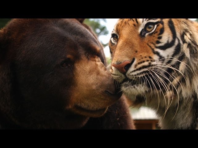 Тигр лев и медведь. Лев и тигр. Тигры обнимаются. Тигр с медведем обнимаются. Тигр и медведь Дружба.