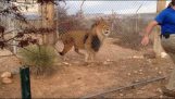 Nunca olhe para um leão que assustou