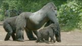 Den mandlige gorilla beskytte sin familie