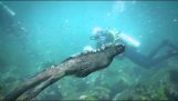 Deniz iguana