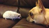 Όταν οι σκύλοι συναντούν άλλα ζώα