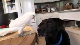 Labrador besleme papağan