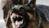 When Police Dogs Attack