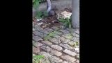 Rat vs. Pigeon in Williamsburg, NEW