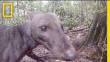 Lásd egy rendkívül ritka Jungle Dog | National Geographic