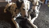 Schattig foster kitten speelt met twee dalmatiërs
