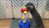 Otter play with educational toy