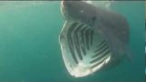 Образы гигантская акула