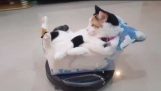 Grappige Roomba kat!!! Rijdt roomba hoover als een baas!