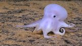Ghostlike Octopus megtalálható leselkedik mély a tenger alatt