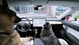 Hunden drift i Tesla biler