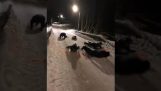 Νορβηγοί αστυνομικοί κάνουν έλκηθρο με τις ασπίδες τους