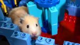 Spor forhindringer for en hamster