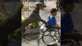 Hund hjælper handicappede ejer