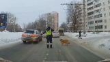 Traffic policeman stops traffic for a dog