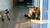 Η θανάσιμη κίνηση της γάτας Νίντζα
