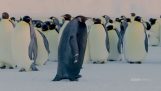 A legritkább pingvin a világon