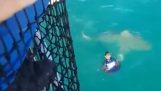 Sailor salvează rechin