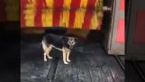 Dog found the perfect way to scraped
