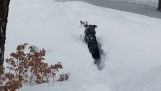 Dog helps his friend out of the snow