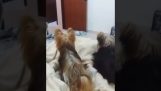 Дві собаки втрачають свого боса