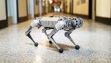 Mini Cheetah: roboten vid MIT gör kullerbyttor förbannad
