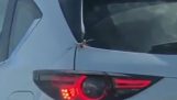 Spider si intrufola in una macchina