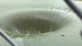 O rață dispare într-o gaură de apă