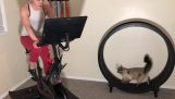 Un ejercicio excesivo gato hecho