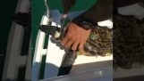 Καθαρίζοντας τις θαλάσσιες χελώνες