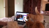 Gatos olhando vídeo cat