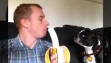 O cão e banana