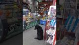 A stray dog ​​asks for cartons to make his bed