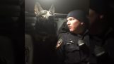 Ένας αστυνομικός σκύλος σε ετοιμότητα