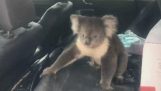 Koala disfruta el acondicionador de aire de un coche