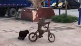 כלב רודף אחרי קוף על אופניים